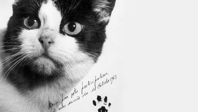 Laika'yı Herkes Biliyor, Peki Uzaya Giden İlk Kedi Hangisiydi?