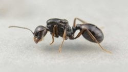 Messor Ebeninus
