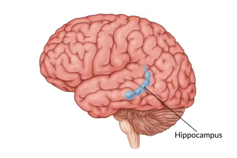 Hipokampüs, beynin temporal lobunun (şakak lobu) iç kısmında yer alan ve limbik sistemin önemli bir parçası olan bir yapıdır. Özellikle öğrenme, hafıza ve mekânsal yön bulma işlevleriyle bilinir.