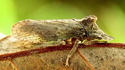 Kulaklı yaprak biti (Ledra aurita)
