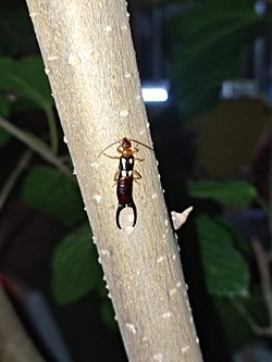 Acaba bu böcek nedir, doğadaki işlevi nedir?