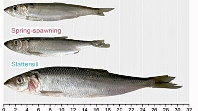 Baltık Denizi'nde Yeni Bir Balık Avcısı Keşfedildi!