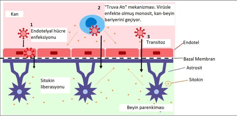 Koronavirüsün beyne geçişinin 3 farklı olası mekanizması.