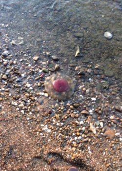 4 ay önce gittiğim okul kampında gördüğüm bu canlının adı nedir acaba?