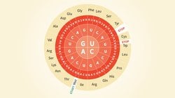 Nükleotit/Kodon Dairesi ve Kod Bolluğu: Kodon Daireleri Nasıl Okunur? Dünya'da Kaç Farklı Aminoasit Çeşidi Var?