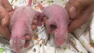 Historic Birth Of Panda Twins Celebrated In Hong Kong