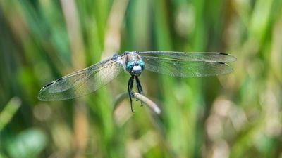 Ak kuyruklu yusufçuk (Orthetrum albistylum )