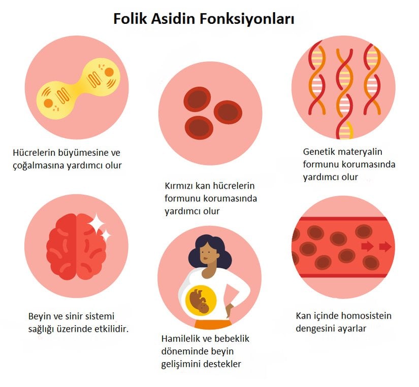 Folik asidin fonksiyonları.