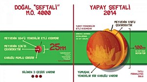Yapay Seçilim: Şeftalinin Evrimi ve Kültürü