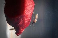 Iceland Records mosquitoes for the first time in history as climate warms across the region