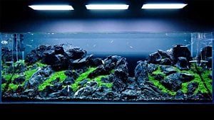 Akvaryum Aydınlatması Ne Kadar Yüksek Konumlandırılmalı?