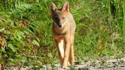 Altın çakal (Canis aureus)