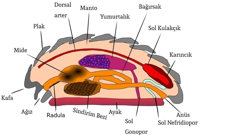 Diğer tüm Yumuşakçalarda olduğu gibi kitonlarda da en dıştaki manto, kabuğu oluşturur. Nefridiopor isimli yapı kitonların boşaltım organı olan nefridyumların vücut dışına açıldıkları açıklıktır. Aynı şekilde gonopor adlı yapı da eşey organının vücut dışına ulaşan açıklığıdır.