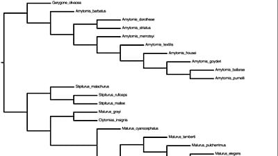 Açık Yaşam Ağacı Projesi: Türler Arası Evrimsel İlişkileri Araştırabileceğiniz Bir İnternet Sitesi!