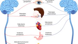 Sinir Sistemi Nedir? Sinir Sistemindeki Yapı ve Organların Görevleri Nelerdir?