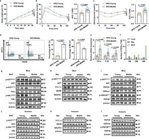 New Discoveries Link Midlife Obesity To Adipose Progenitor Cells