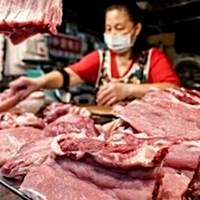 Taiwan detects first cases of swine fever