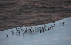 Penguenler ve Balıkçı Gemileri Kriller İçin Doğrudan Rekabete Giriyor!