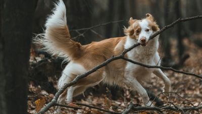 Köpekler Gerçekten Sahiplerini 