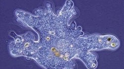 Amip Nedir? Özellikleri Nelerdir?