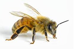 Kıllar istisnasız memelilerde ve tüyler istisnasız kuşlarda varsa diğer canlılardaki çubuklar ne?