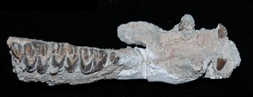 Anchitherium genusuna ait bir mandibula (alt çene) örneği
