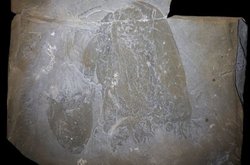 505 Milyon Yıllık Fosillerde Keşfedilen En Eski Yüzen Denizanası Türleri