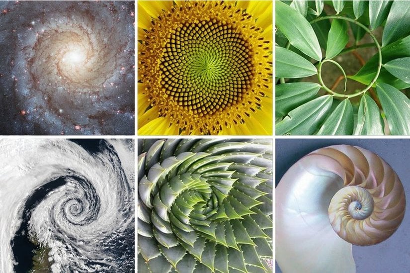 Doğada altın oranın bulunduğu iddia edilen örnekler
