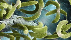 Bilim İnsanları Bakterilerin Dokunma Duyusuna Sahip Olduğunu Keşfettiler!