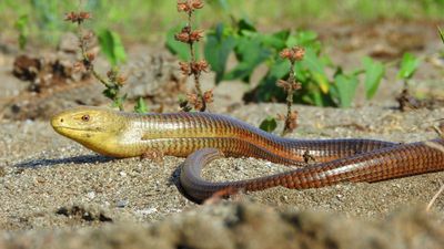 Oluklu kertenkele (Pseudopus apodus)