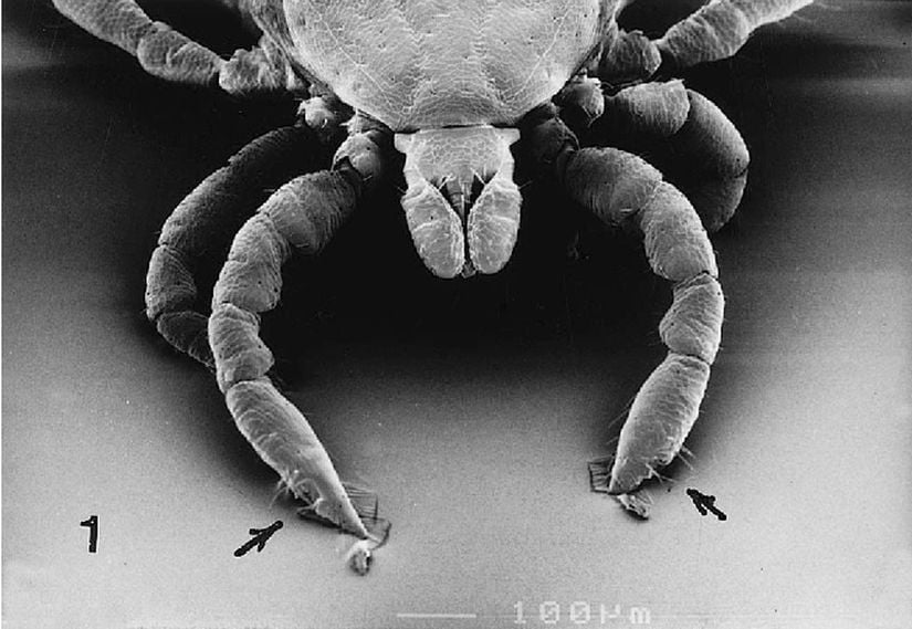 Ixodes rubicundus türünün nimfinde Haller's organlarının yeri.