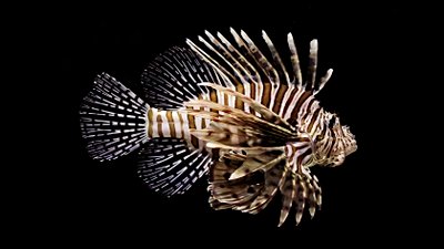 Kalp Hücrelerinden Üretilen Yapay Balık, Kalp Atışının Prensiplerini Kullanarak Bir Balık Gibi Yüzebiliyor!