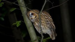 Alaca baykuş (Strix aluco)