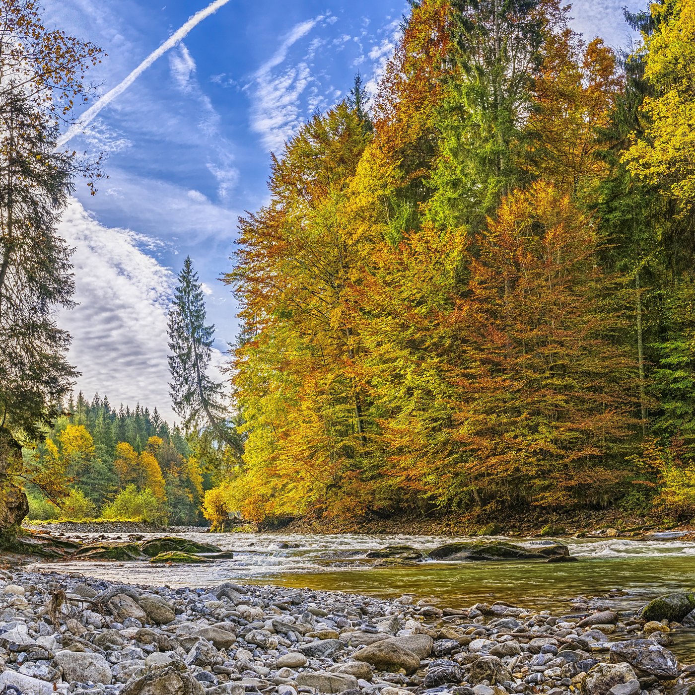 Evrim Ağacı ile Bilime Dair Her Şey!