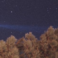 Comet Hyakutake and a Tree