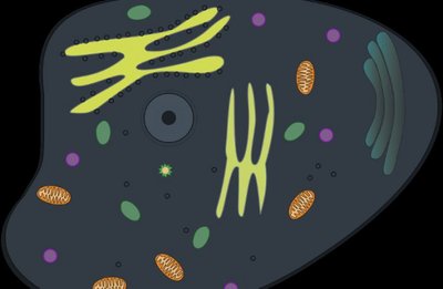 Hücrenin Karmaşıklığı Üzerine: Hücreler ve Hücre Altı Moleküller 