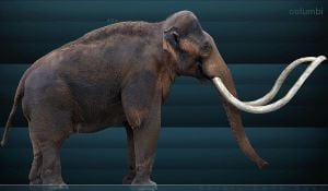 Mammoths Were Critical To Early Americans' Diet And Survival