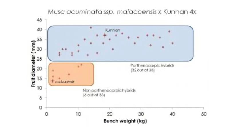 Eşlenmiş diploid ile muzun vahşi bir akrabası arasındaki                      çaprazlamadan üretilen melezlerin demet ağırlığı