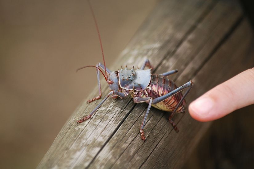 Acanthoplus discoidalis bireyi.