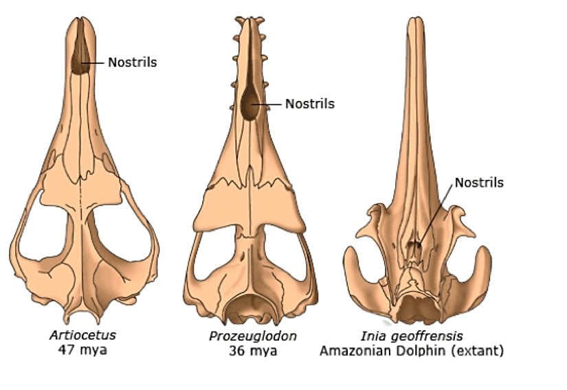 Bu görselde elden edilen fosil kanıtlardan yararlanılarak, yunusların atalarının  evrimsel süreçte kafataslarının ve burun deliklerinin nasıl evrim geçirdiği gösterilmiş. Sonuncusu nehir yunusu olan Amazon nehir yunusuna ait kafatası. Gördüğünüz gibi burun beslenme ihtiyacına göre timsahlardaki gibi uzayarak evrimleşmiş ve burun delikleri arkaya kaymıştır.