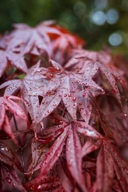 Kırmızı bitkiler nasıl fotosentez yapar?