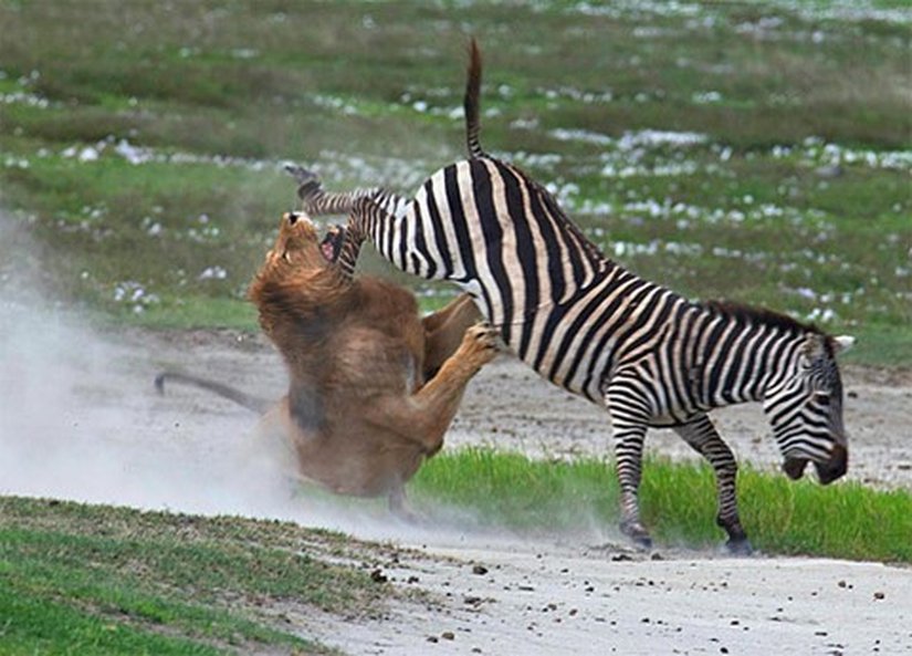 Kimi zaman avları tarafından çiftelenen, avlarının boynuzlarıyla yaralanan, hatta avlarının cesaret ederek avcılarına saldırması sonucu hasar gören ve ölen sayısız avcı bulunmaktadır. Bu fotoğraftaki gibi isabetli ve okkalı bir çifte, avcı aslanın haftalarca avlanamamasına ve ölmesine neden olabilir. Av açısından en kötü ihtimalle ise avcısından kurtulmasına neden olur. Avcı, yeterince hasar almadıysa bir başka ava yönelebilir (veya ölür) ve böylece zayıflar elenir (hem av, hem avcı açısından).