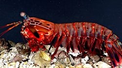 Dünyanın En Güçlü Yumruğu: Mantis Karidesi