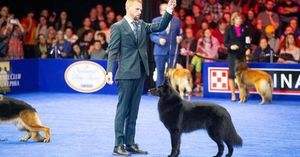 Belgian Sheepdog Soleil Wins 2025 National Dog Show