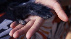 Neden parmaklarımız var?