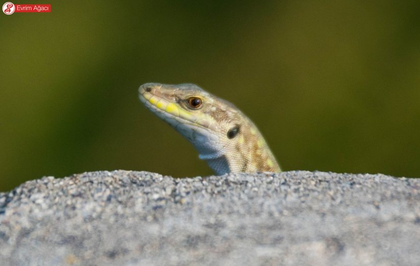 Şüphelendikleri zaman, saklanarak sık sık bu şekilde bakarlar.