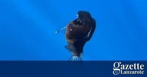 Rare Black Seadevil Anglerfish Spotted Near Surface