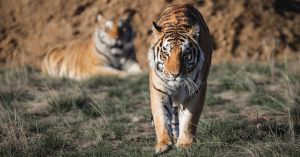 India Celebrates Doubling Of Tiger Population To 3,600