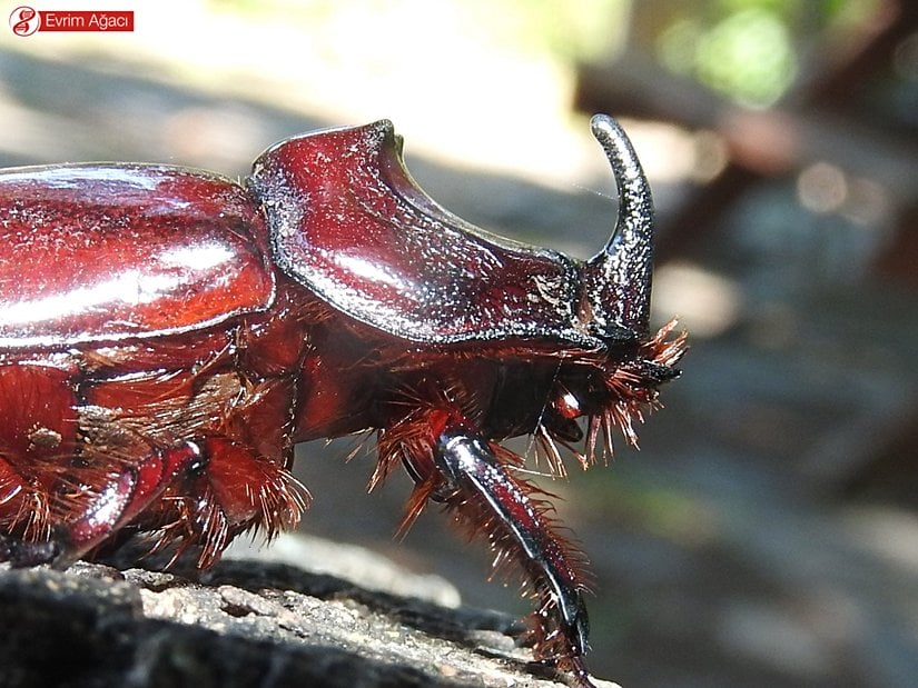 Gergedan böceği (Oryctes nasicornis) erkek birey, Samsun.