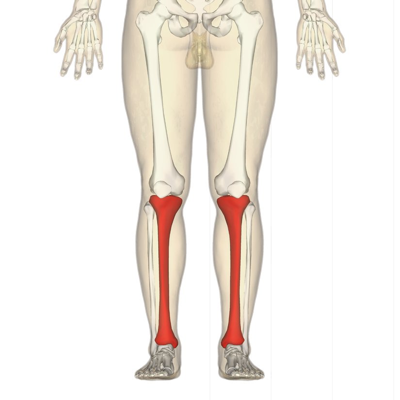 Tibia Ve Fibula